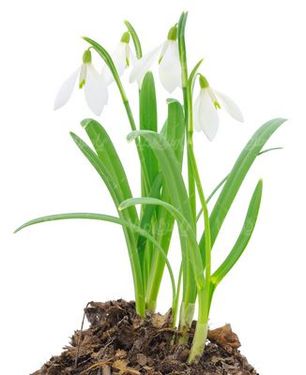 Snow drops flower