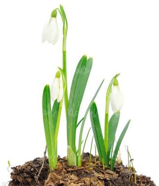 Snow drops flower
