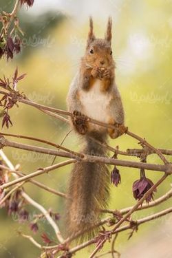 Squirrel