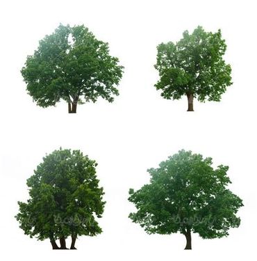 درخت