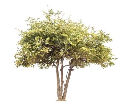 درخت دوربری شده
