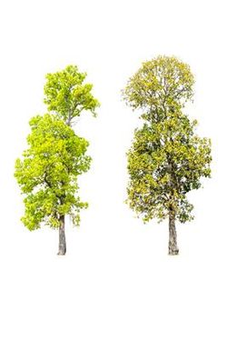 درخت دوربری شده