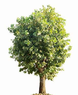 روز درختکاری
