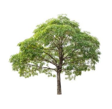 روز درختکاری