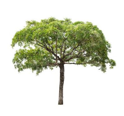 روز درختکاری