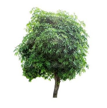 روز درختکاری