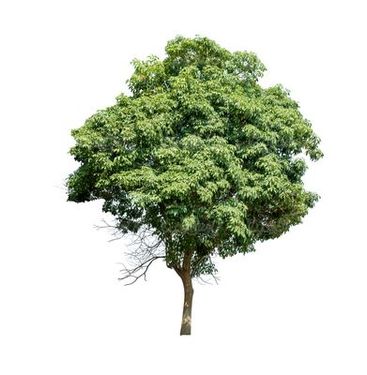 روز درختکاری