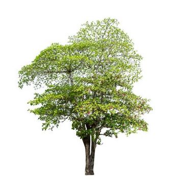 روز درختکاری