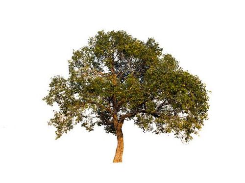دوربری درخت