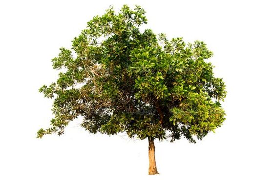 دوربری درخت