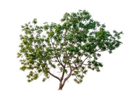 دوربری درخت