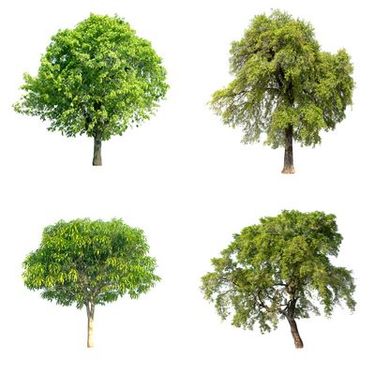 دانلود رایگان عکس درخت
