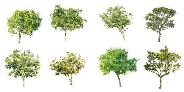 عکس  با کیفیت درخت