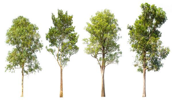 عکس  با کیفیت درخت