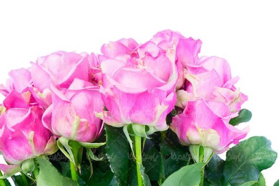 دسته گل رز