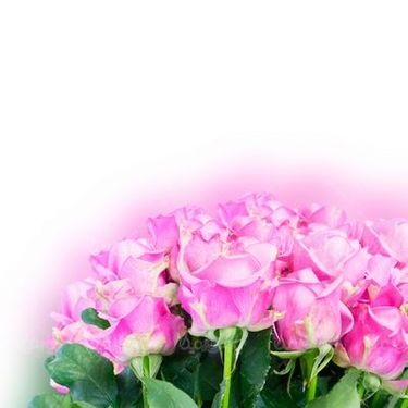 دسته گل رز