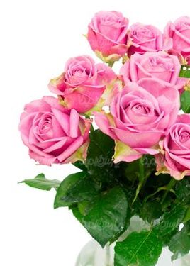 Bunch of roses