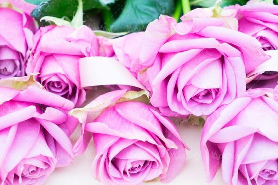 Bunch of roses