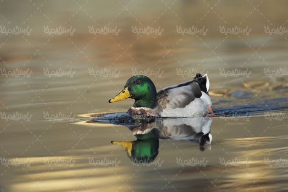 پرنده