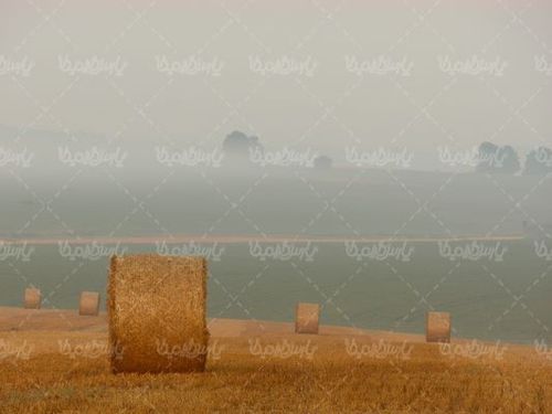 علوفه