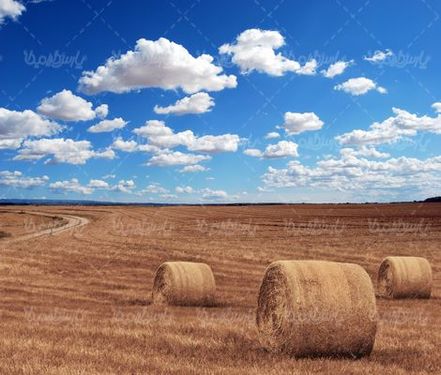 علوفه