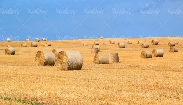 علوفه
