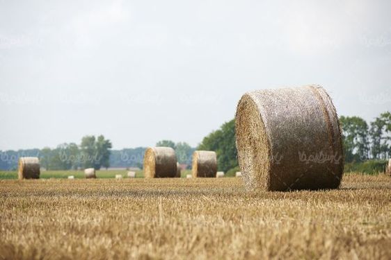 Forage