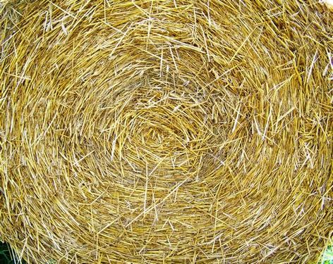 Forage
