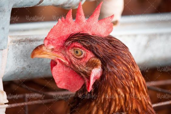 local chicken