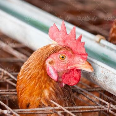local chicken