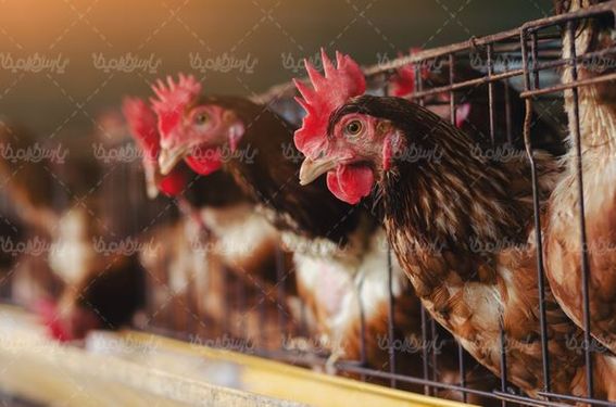local chicken