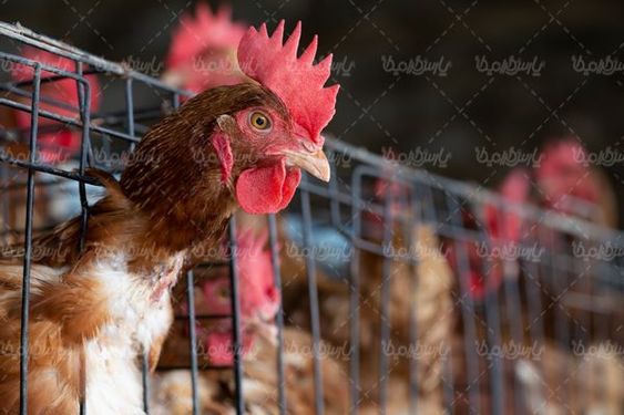 local chicken