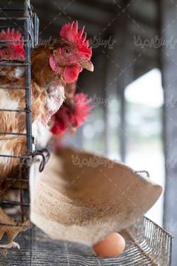 local chicken