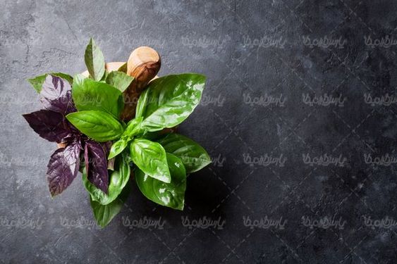Oregano