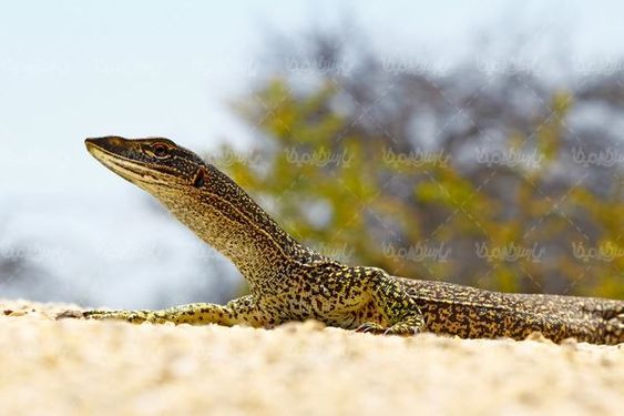 Crocodile