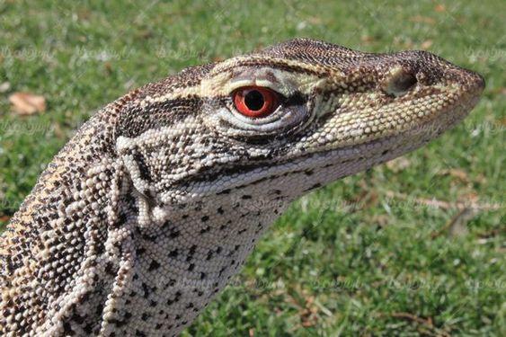 Crocodile