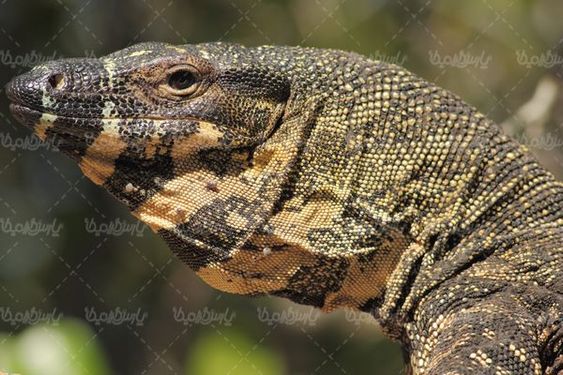 Crocodile