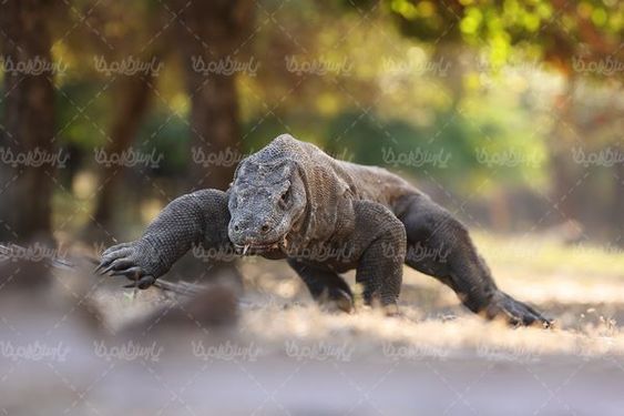 Crocodile