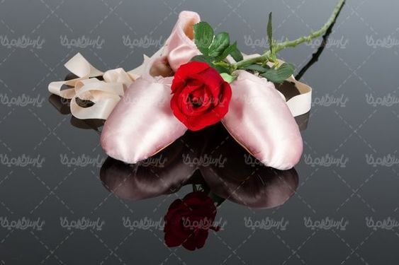 شاخه گل رز