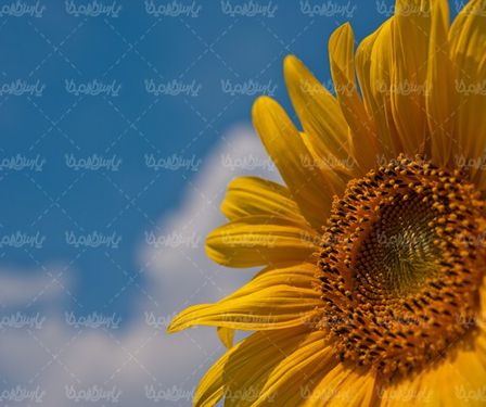 دانلود رایگان عکس گل آفتابگردان