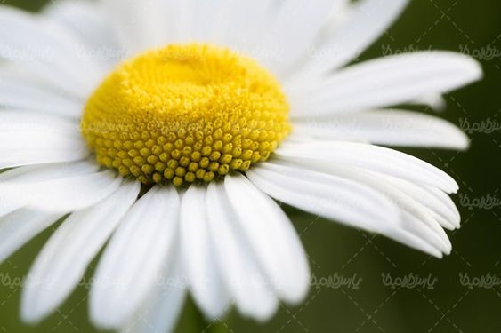 Spring flower