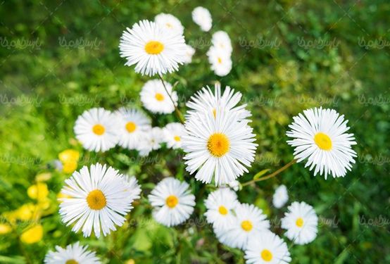 Spring flower