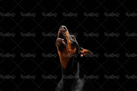 دانلود رایگان عکس با کیفیت سگ