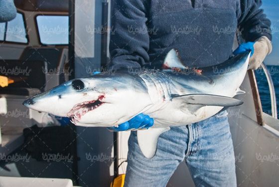 shark