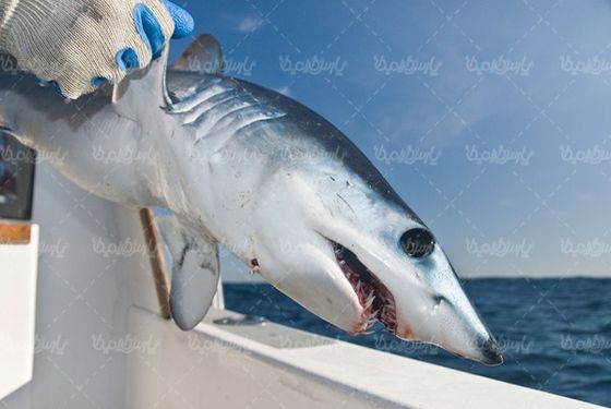 shark