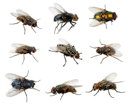 Fly