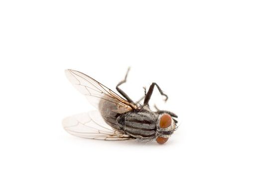 Fly