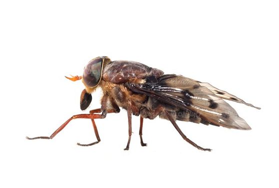 Fly