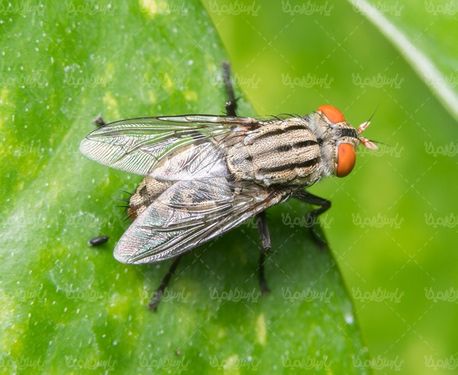 Fly