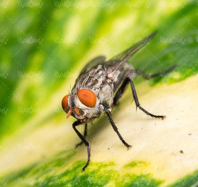 Fly